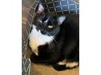 Adopt Bailey a Domestic Shorthair / Mixed (short coat) cat in Hoover