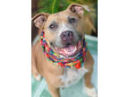 Adopt Pearl a Brown/Chocolate American Pit Bull Terrier / Mixed dog in Gulfport