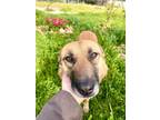 Adopt Fahmeh a Corgi, German Shepherd Dog