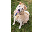 Adopt Midas a Tan/Yellow/Fawn Mixed Breed (Large) / Mixed dog in Chamblee