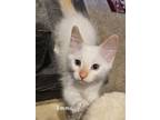 Adopt Emma a Domestic Mediumhair (long coat) cat in Claremont, CA (38809817)