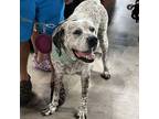 Adopt Mayor a Black Mixed Breed (Large) / Mixed Breed (Large) / Mixed dog in