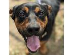 Adopt Fredricks a Black Mixed Breed (Large) / Mixed dog in Warrensburg