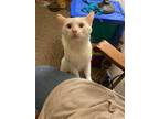 Adopt Petey a Domestic Shorthair cat in Burlington, VT (38791293)