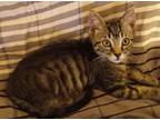 Adopt Rutgers a Gray, Blue or Silver Tabby Domestic Shorthair / Mixed (short