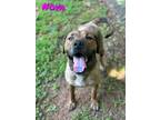 Adopt Nova a Brown/Chocolate Mountain Cur / Mixed dog in Dahlonega