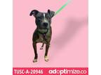 Adopt Pickle a Brindle Pit Bull Terrier / Mixed dog in Tuscaloosa, AL (38776712)