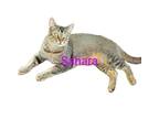Adopt Sahara a Abyssinian / Mixed (short coat) cat in San Jacinto, CA (38774076)