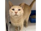 Adopt Arnold a Orange or Red Domestic Shorthair / Mixed cat in Kanab