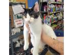 Adopt Ursula a Calico or Dilute Calico Domestic Shorthair / Mixed cat in