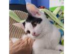Adopt Uno a White Domestic Shorthair / Mixed cat in Rochester, MN (38600191)