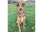Adopt Pogo a Doberman Pinscher / German Shepherd Dog / Mixed dog in Warren