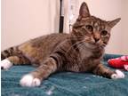 Adopt Shiloh a Domestic Shorthair / Mixed (short coat) cat in Ladysmith