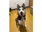 Adopt Sam a Black Husky / Mixed dog in Maryville, MO (38773326)
