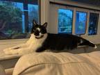 Adopt Ricky a Bombay / Mixed (short coat) cat in Ocala, FL (38772853)