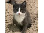 Adopt Misha a Gray or Blue Domestic Shorthair / Mixed cat in Madison