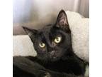 Adopt Jazz a All Black Domestic Shorthair / Mixed cat in Starkville