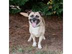 Adopt Fred Jones 12857 a Tan/Yellow/Fawn Pug / Mixed Breed (Medium) / Mixed dog