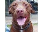 Adopt Disco a Brown/Chocolate Labrador Retriever / Mixed dog in Cabot