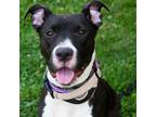 Adopt Freya a Black Pit Bull Terrier / Mixed dog in St. Louis, MO (38600217)