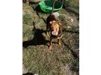 Adopt Slim a Red/Golden/Orange/Chestnut Mixed Breed (Medium) / Mixed dog in