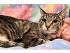 Adopt Chloe RC PetSmart a Gray, Blue or Silver Tabby Domestic Shorthair (short