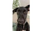 Adopt Brady a Black Labrador Retriever / Mixed dog in Coventry, RI (38752720)