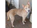 Adopt MJ a Tan/Yellow/Fawn American Pit Bull Terrier / Mixed dog in Mesquite