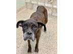 Adopt Eveline - Silver Heart a Brindle Boxer / Mixed dog in Austin