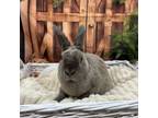 Adopt Acklins a Netherland Dwarf