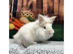 Adopt Vanuatu a Lionhead