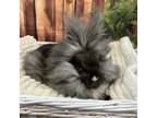 Adopt Taveuni a Lionhead