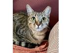 Adopt Apricia a Brown Tabby Domestic Shorthair (short coat) cat in Manchester