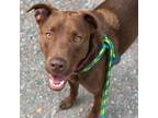 Adopt Moose aka Alex a Brown/Chocolate Labrador Retriever / Mixed dog in San