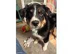 Adopt 0564 Buttons AKA Taffeta a Australian Shepherd