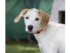 Adopt Lottie (Cocoa Adoption Center) a White Hound (Unknown Type) / Mixed dog in