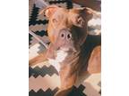 Adopt Phoebe a Brown/Chocolate - with White American Pit Bull Terrier / Mixed