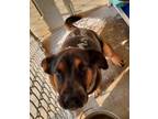 Adopt RAIN a Tan/Yellow/Fawn German Shepherd Dog / Mixed dog in Greenville