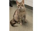 Adopt Malawi a Gray or Blue Domestic Shorthair / Domestic Shorthair / Mixed cat