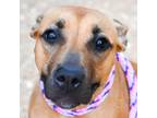 Adopt Hanna a Tan/Yellow/Fawn Pit Bull Terrier / Mixed dog in St.