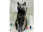 Adopt Snorlax a Gray or Blue (Mostly) Domestic Shorthair cat in New York