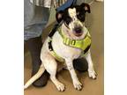 Adopt Martin a White Jack Russell Terrier / Mixed dog in Natchez, MS (38705101)
