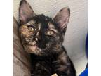 Adopt Abigail a Tortoiseshell Domestic Shorthair / Mixed cat in Hanna City