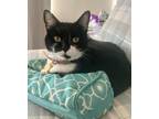 Adopt Oreo Cookie - RC PetSmart a Black & White or Tuxedo Domestic Shorthair