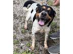 Adopt Oreo a White - with Black Catahoula Leopard Dog / Mixed dog in Newport