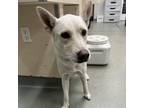 Adopt Nala a White - with Tan, Yellow or Fawn Husky / Jindo / Mixed dog in