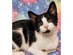 Adopt Cow Meow - RC PetSmart a Black & White or Tuxedo Domestic Shorthair (short