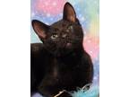 Adopt Galaxy RC PetSmart a All Black Domestic Shorthair (short coat) cat in