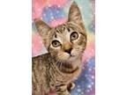 Adopt Queenie- RC PetSmart a Brown Tabby Domestic Shorthair (short coat) cat in