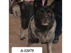 Adopt Kuma a Brown/Chocolate Akita / Mixed dog in Westminster, CA (38680864)